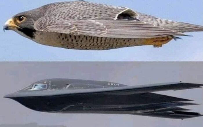 Bird and plane looking the same